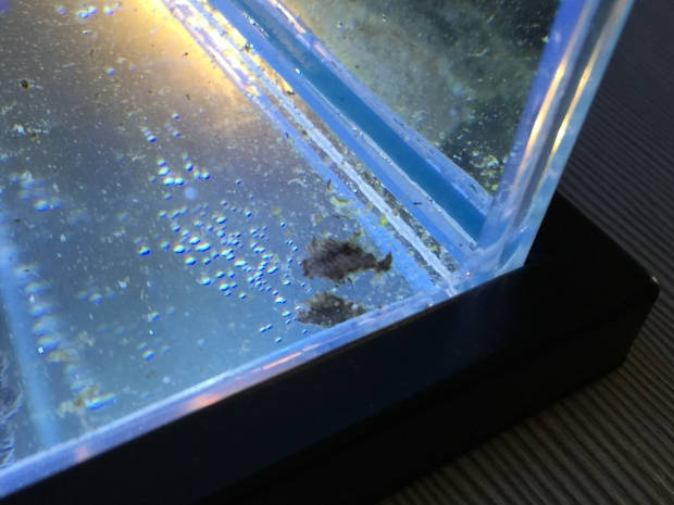 Nano reef 5