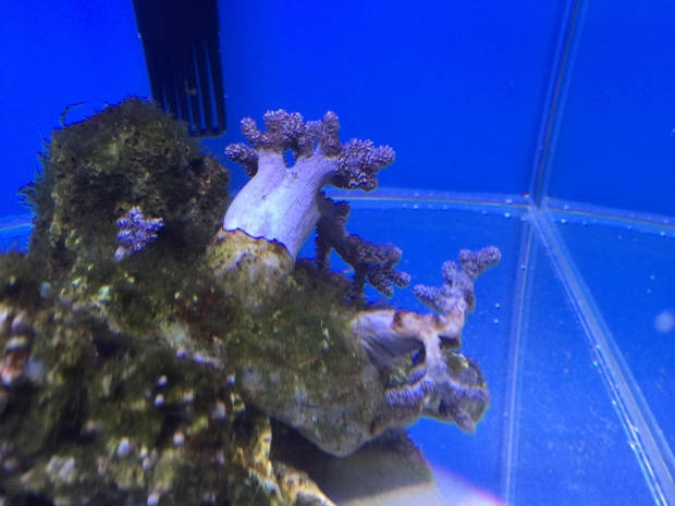 Nano reef 2