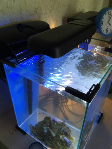 Nano reef 5