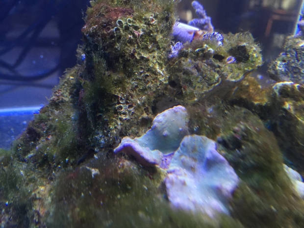 Nano reef 10
