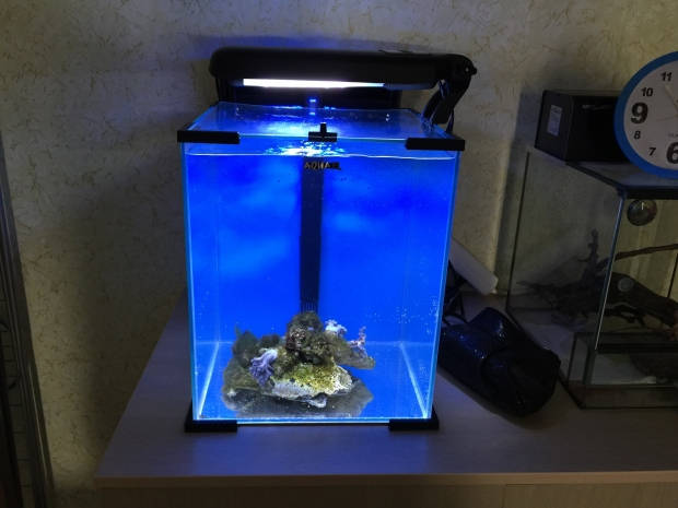 Nano reef 11