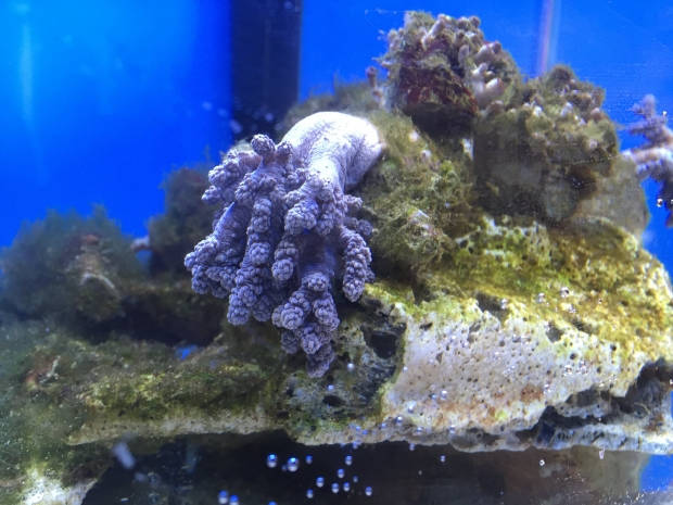 Nano reef 6