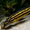 Julidochromis regani