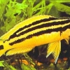 Julidochromis ornatus