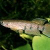 Epiplatys Shaperi