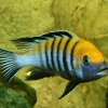 Cynotilapia afra ‘Cobue’