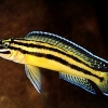 Julidochromis ornatus