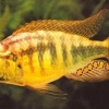 Haplochromis burtoni