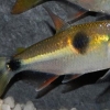 Exodon paradoxus