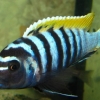 Cynotilapia afra ‘Jalo Reef’