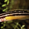 Julidochromis ornatus