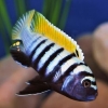 Cynotilapia afra ‘Jalo Reef’