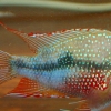 Thorichthys ellioti