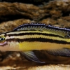 Julidochromis regani