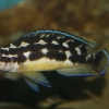 Julidochromis transcriptus Matthes