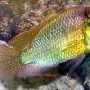 Haplochromis burtoni