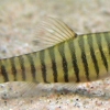 Yunnanilus cruciatus