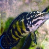 Julidochromis marlieri