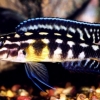 Julidochromis marlieri