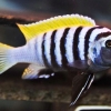 Cynotilapia afra ‘Jalo Reef’