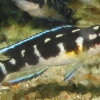 Julidochromis transcriptus Matthes