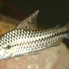 Chilodus punctatus