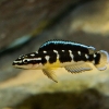 Julidochromis transcriptus Matthes