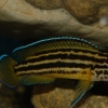 Julidochromis regani