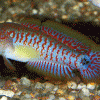 Tateurndina ocellicauda