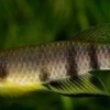 Epiplatys Shaperi