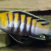 Cynotilapia afra ‘Cobue’