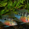 Thorichthys ellioti