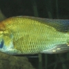 Haplochromis burtoni